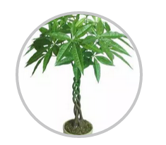 綠植搭配也有講究！